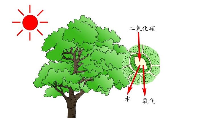 “电荷分离”促进人工光合成燃料