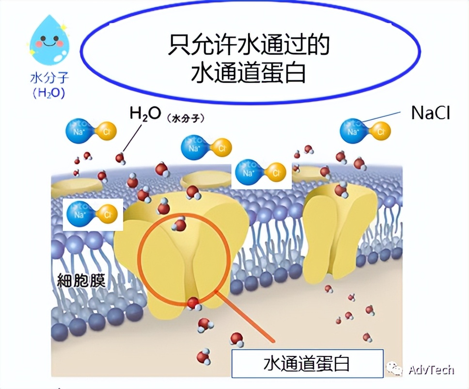 东京大学开发出海水淡化用材料——氟化纳米管