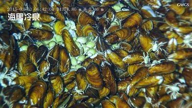 “海马”号2015年3月拍摄到的“海马冷泉”生物群照片