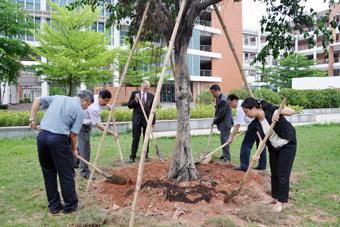 Planting Sargent Tree