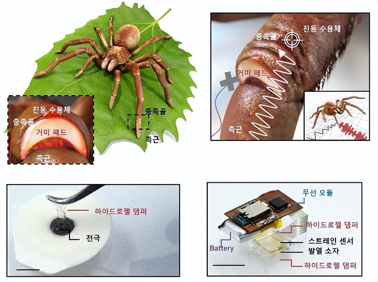 水凝胶新应用,这篇Science受蜘蛛启发